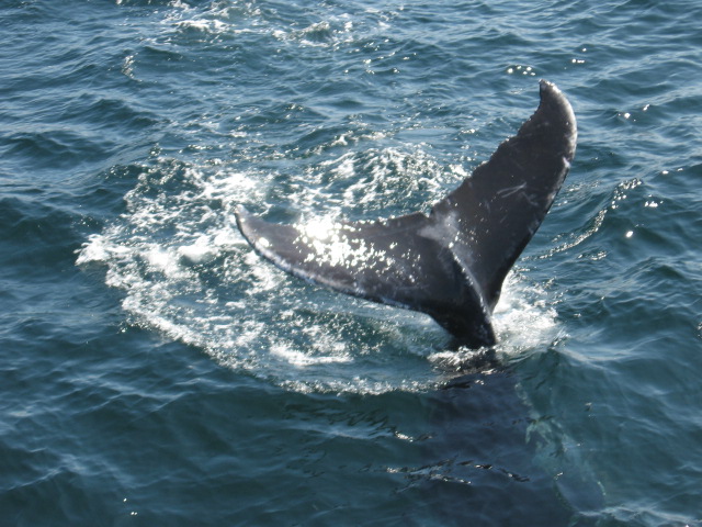 Click Here for Whale Watching 